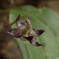 Trichopus zeylanicus Gaertn.